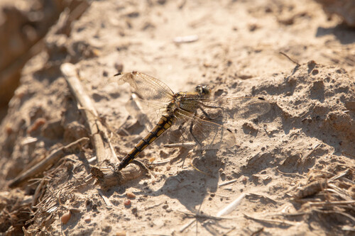Black-tailed Skimmer