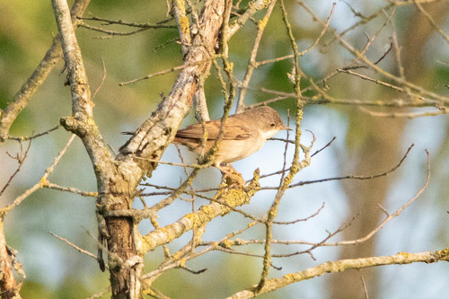 Common Whitethroat