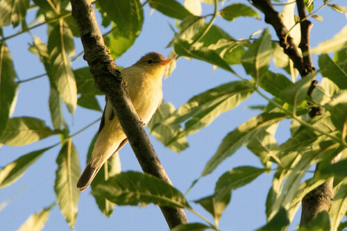 Melodious Warbler