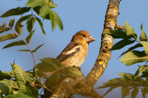 Hawfinch