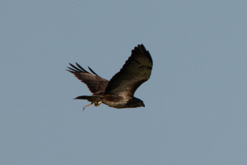 Common Buzzard