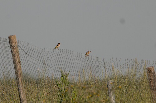 European Goldfinch