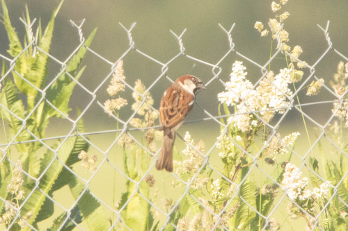 House Sparrow