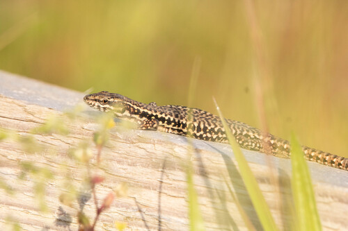 Common Wall Lizard
