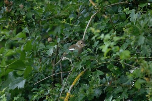Common Chaffinch