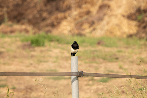 Eurasian Magpie