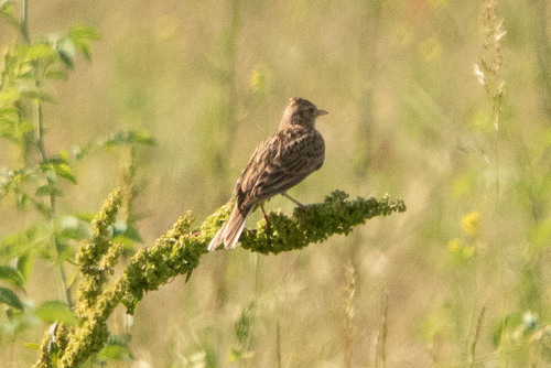 Eurasian Skylark