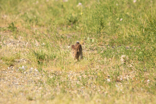 European Rabbit