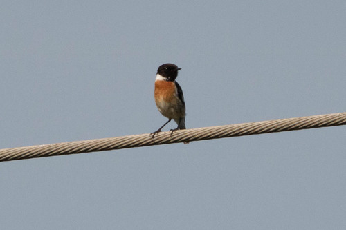 European Stonechat