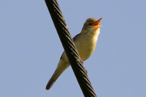 Melodious Warbler