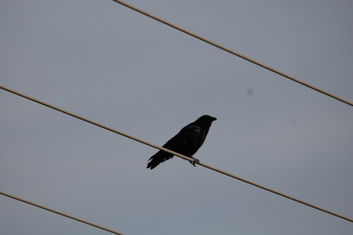 Carrion Crow