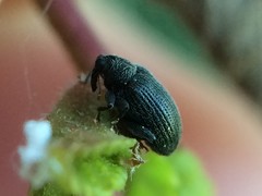 Orchestes mixtus