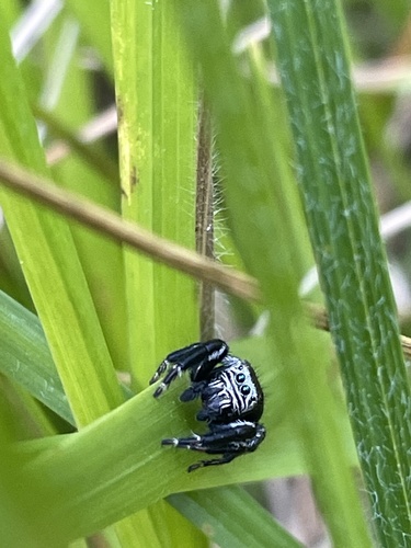 Evarcha arcuata