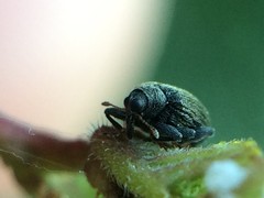 Orchestes mixtus