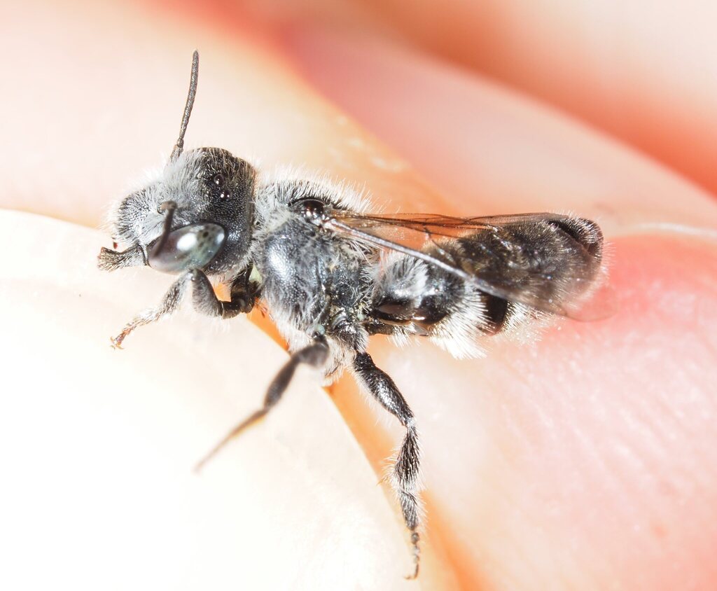 Hoplitis lithodorae
