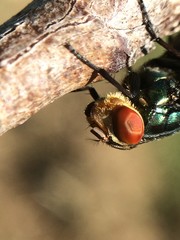 Cochliomyia