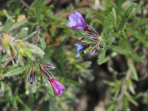 Lithodora fruticosa, photograph 4