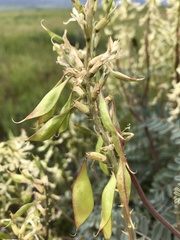 Astragalus oxyphysus