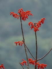 Firmiana