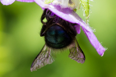 Osmia lignaria propinqua