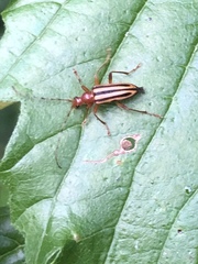 Rhagiini