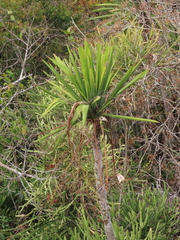 Dracaena cochinchinensis
