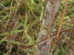 Dracaena cochinchinensis