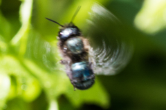 Osmia lignaria propinqua