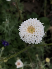 Chaenactis artemisiifolia