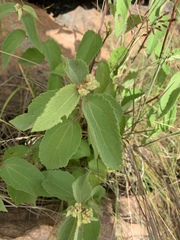Triumfetta pilosa tomentosa