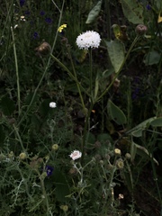 Chaenactis artemisiifolia