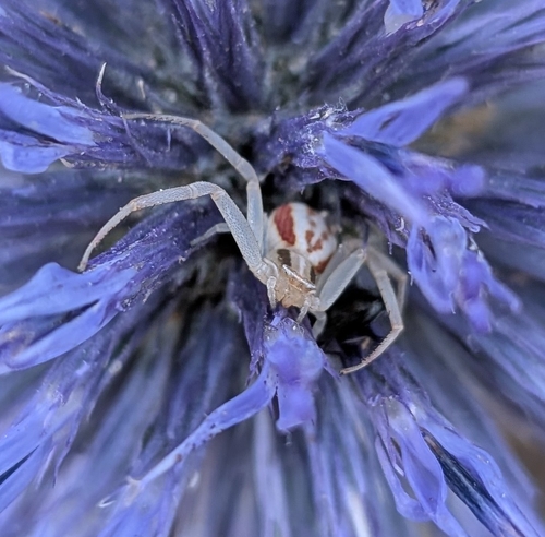 Runcinia grammica