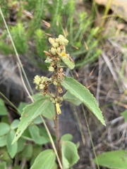 Triumfetta pilosa tomentosa