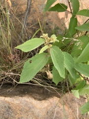 Triumfetta pilosa tomentosa
