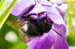 Osmia lignaria propinqua