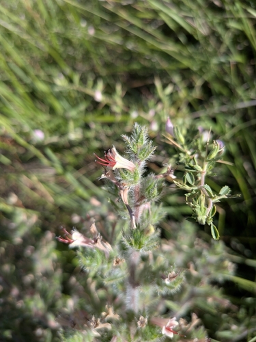 Echium asperrimum