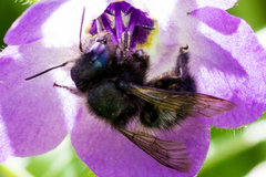 Osmia lignaria propinqua