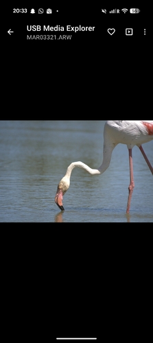 Greater Flamingo
