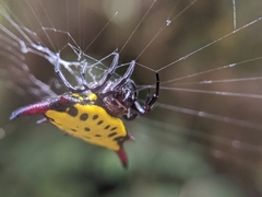 Gasteracantha sauteri