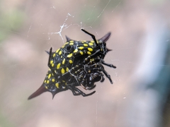 Gasteracantha sauteri