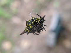 Gasteracantha sauteri