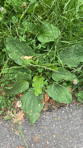 greater plantain