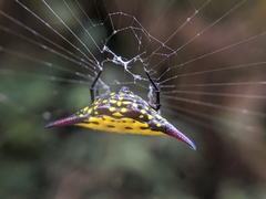 Gasteracantha sauteri