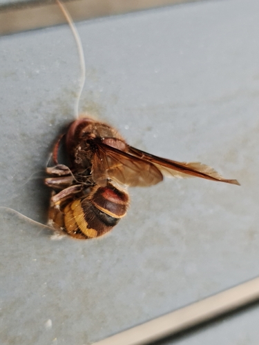 European Hornet