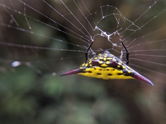 Gasteracantha sauteri
