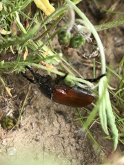 Paracotalpa