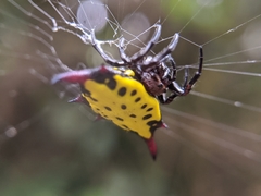 Gasteracantha sauteri