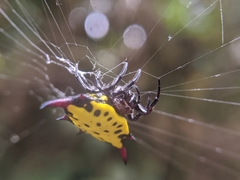 Gasteracantha sauteri
