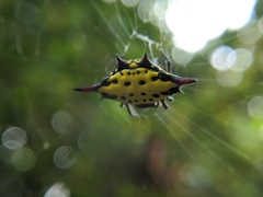 Gasteracantha sauteri