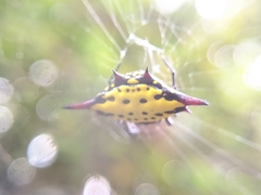 Gasteracantha sauteri